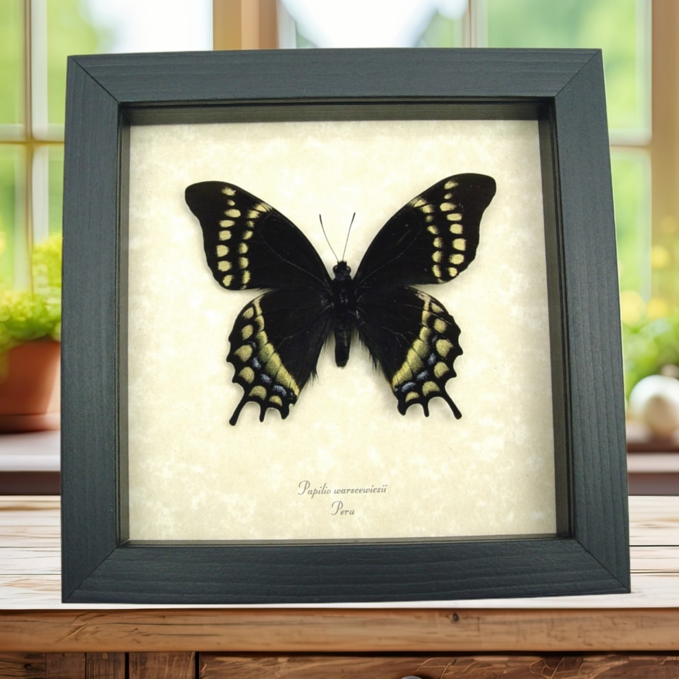 Papilio warscewiczii Real Framed Swallowtail Butterfly Taxidermy Display Papilio warscewiczii Real Framed Swallowtail Butterfly Taxidermy Display
