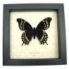 Papilio warscewiczii Real Framed Swallowtail Butterfly Taxidermy Display