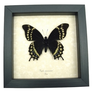 Papilio warscewiczii Real Framed Swallowtail Butterfly Taxidermy Display