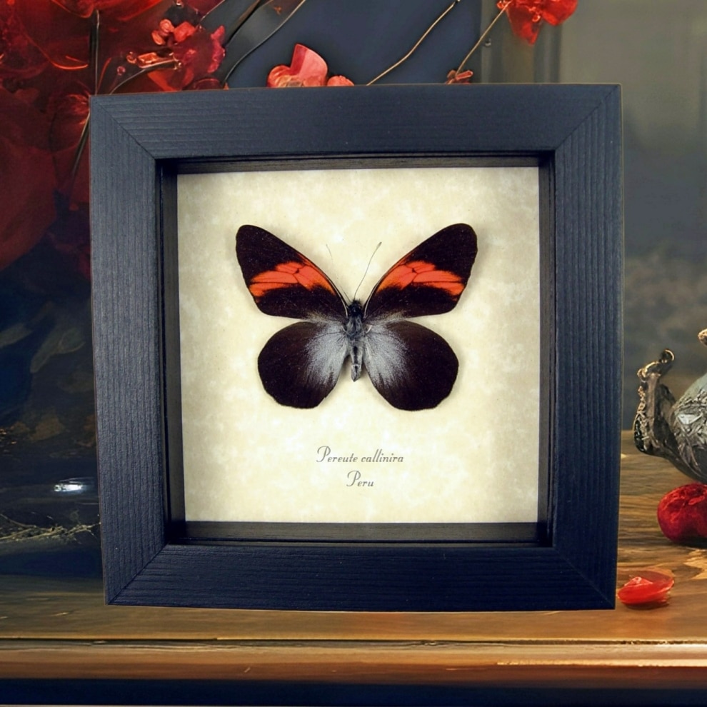 Pereute callinira Red Ghost Butterfly Framed Taxidermy Display
