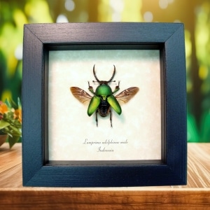 Real Framed Flying Green Stag Beetle Lamprima Adolphinae Taxidermy Display