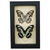 Siproeta stelenes Butterfly Set Malachite Green Butterflies Framed Taxidermy Display