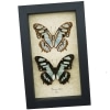 Siproeta stelenes Butterfly Set Malachite Green Butterflies Framed Taxidermy Display