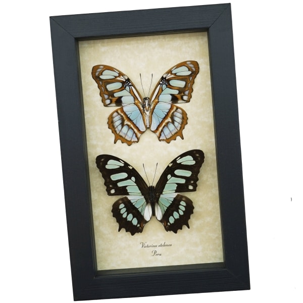 Siproeta stelenes Butterfly Set Malachite Green Butterflies Framed Taxidermy Display