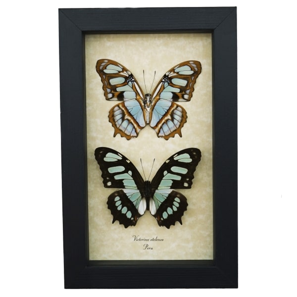 Siproeta stelenes Butterfly Set Malachite Green Butterflies Framed Taxidermy Display