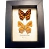 Common Jester Himalayas Butterfly Symbrenthia lilaea Framed Butterflies Taxidermy Display