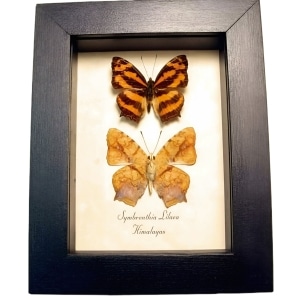 Common Jester Himalayas Butterfly Symbrenthia lilaea Framed Butterflies Taxidermy Display