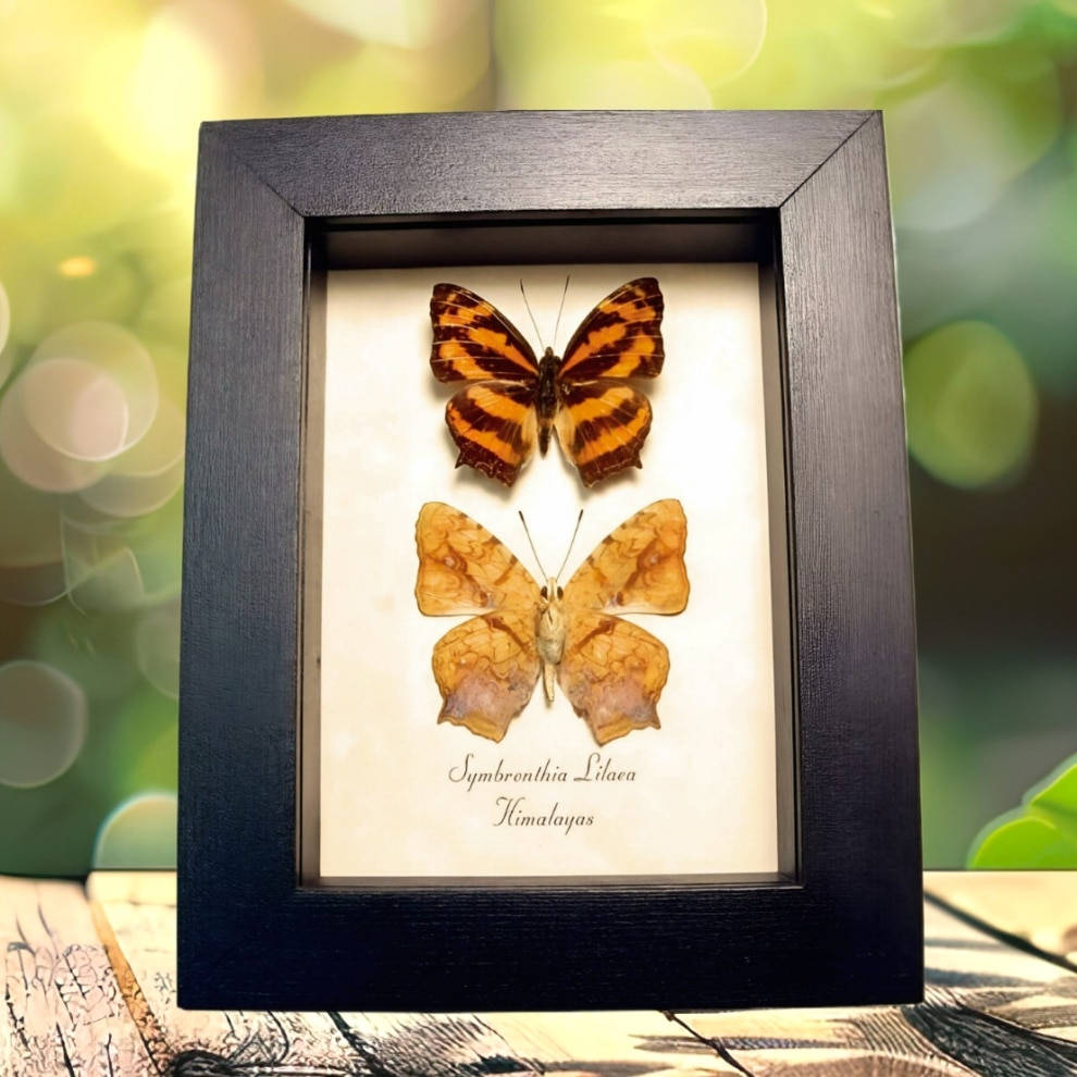 Common Jester Himalayas Butterfly Symbrenthia lilaea Framed Butterflies Taxidermy Display