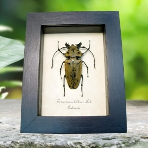 Real Framed Steampunk Beetle Trictenotoma childreni Male Taxidermy Display