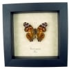 Vanessa myrinna Vivid Painted Lady Butterfly Framed Taxidermy