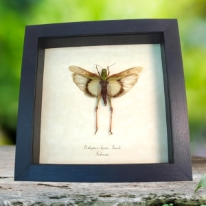 Yellow orthoptera Female Grasshopper Real Framed Taxidermy Display