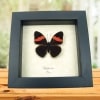 Adelpha lara Pink Banded Sister Butterfly Framed Taxidermy Display