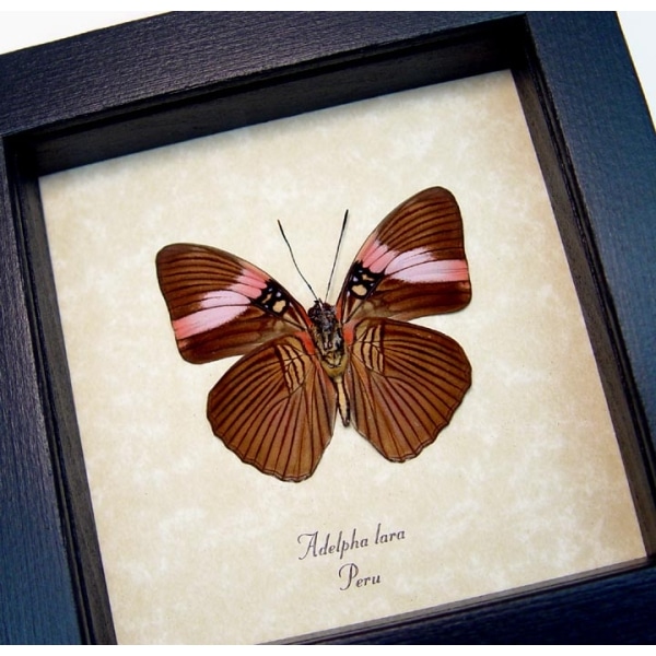 Adelpha lara Verso Pink Banded Sister