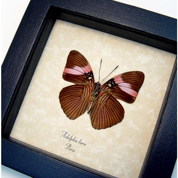 Adelpha lara Verso Pink Banded Sister Butterfly Framed Taxidermy Display