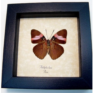Adelpha lara Verso Pink Banded Sister Butterfly Framed Taxidermy Display