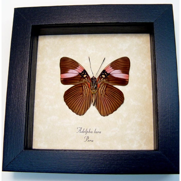 Adelpha lara Verso Pink Banded Sister Butterfly Framed Taxidermy Display
