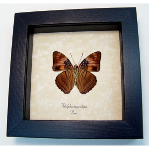 Adelpha mesentina verso Butterfly Mesentina Sister Framed Taxidermy Display