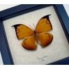 Anaea archidona Golden Leaf Mimic Butterfly Framed Taxidermy Display