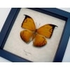 Anaea archidona Golden Leaf Mimic Butterfly Framed Taxidermy Display