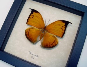 Anaea archidona Golden Leaf Mimic Butterfly Framed Taxidermy Display