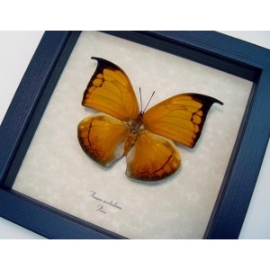 Anaea archidona Golden Leaf Mimic Butterfly Framed Taxidermy Display