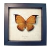 Anaea archidona Golden Leaf Mimic Butterfly Framed Taxidermy Display