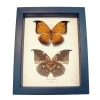 Anaea archidona Pair Leaf Mimic Butterflies Framed Taxidermy Display