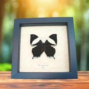 Anaea clytemnestra Leaf Mimic Butterfly Framed Taxidermy Display