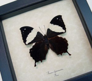 Anaea clytemnestra Leaf Mimic Butterfly Framed Taxidermy Display