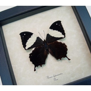 Anaea clytemnestra Leaf Mimic Butterfly Framed Taxidermy Display