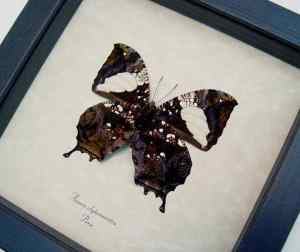 Anaea clytemnestra verso Leaf Mimic Butterfly Framed Taxidermy Display