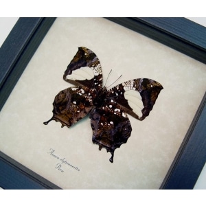 Anaea clytemnestra verso Leaf Mimic Butterfly Framed Taxidermy Display