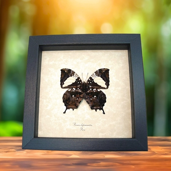 Anaea clytemnestra verso Leaf Mimic Butterfly Framed Taxidermy