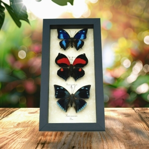 Anaea Butterfly Collection Blue Red Butterflies Framed Taxidermy Display
