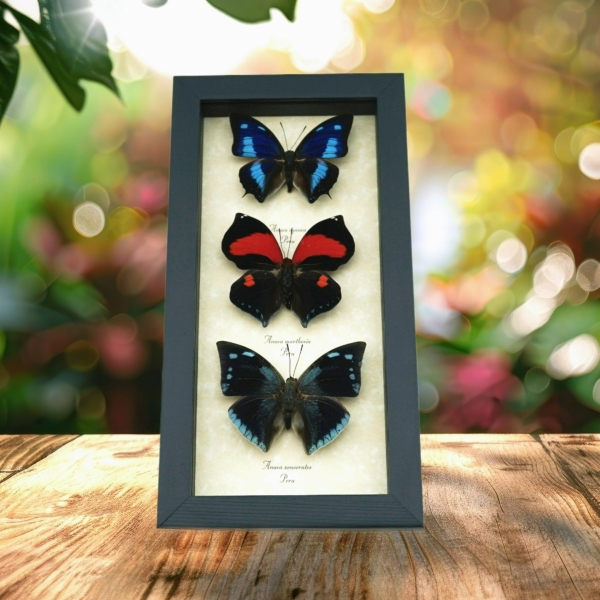 Anaea Butterfly Collection Blue Red Butterflies Framed Taxidermy Display