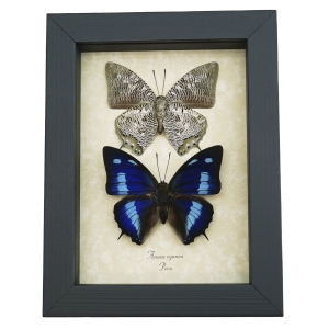 Anaea cyanea Butterfly Set Blue Butterflies Framed Taxidermy Display