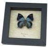 Anaea glaucone Blue Butterfly Real Framed Taxidermy Display