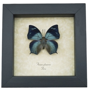 Anaea glaucone Blue Butterfly Real Framed Taxidermy Display