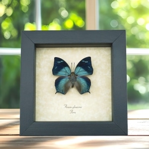 Anaea glaucone Blue Butterfly Real Framed Taxidermy Display