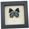 Anaea glaucone Blue Butterfly Real Framed Taxidermy Display