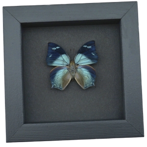 Anaea glaucone Blue Butterfly Real Framed Taxidermy Moonlight Display