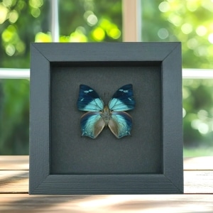 Anaea glaucone Blue Butterfly Real Framed Taxidermy Moonlight Display