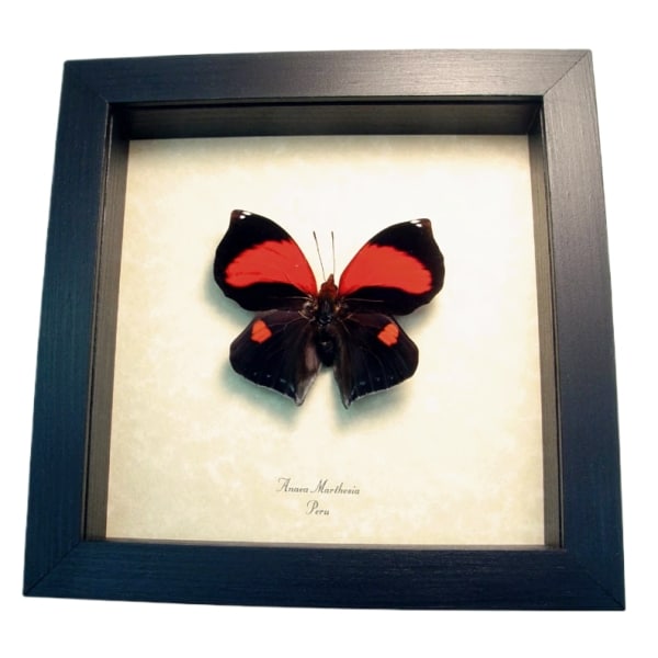 Anaea marthesia Red Heart Butterfly Real Framed Taxidermy Display