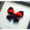 Anaea marthesia Red Heart Butterfly Framed Taxidermy Display