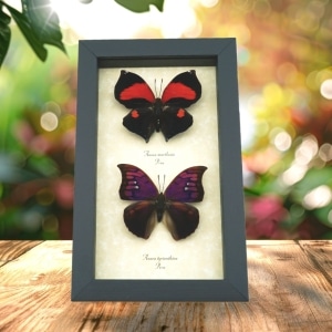 Anaea Tyrianthina Marthesia Butterflies Set Real Framed Butterfly Taxidermy Display
