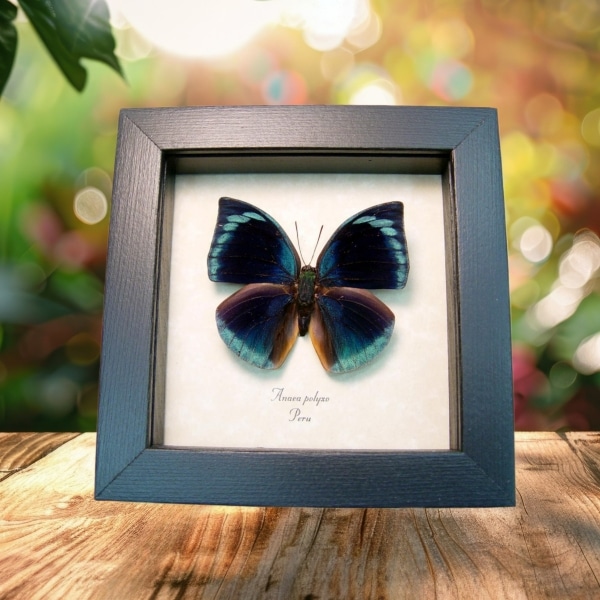 Anaea polyxo Blue Round Wing Butterfly Framed Taxidermy Display