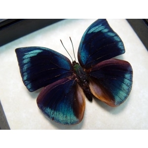 Anaea polyxo Blue Round Wing Butterfly