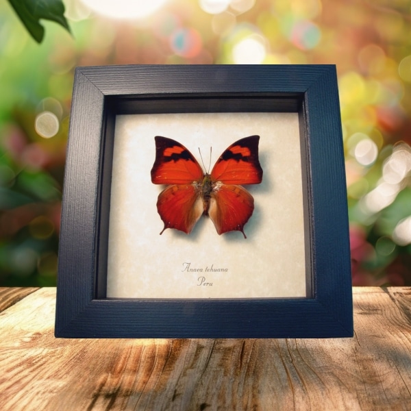 Anaea tehuana Framed Butterfly Taxidermy Display