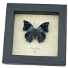 Anaea xenocles Blue Butterfly Real Framed Taxidermy Display