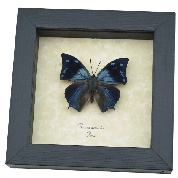 Anaea xenocles Blue Butterfly Real Framed Taxidermy Display